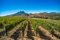 Beautiful landscape of Cape Winelands, wine growing region in South Africa Royalty Free Stock Photo