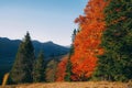 Beautiful landscape of Carpathian nature in Fall