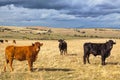 Beautiful landscape with cattle and dark clouds at sunset, Castilla y Leon region, Spain Royalty Free Stock Photo