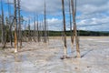 Beautiful landscape of charred trees for gases in Yellowstone national park