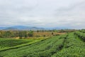Beautiful landscape of Choui Fong Tea Plantation