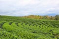 Beautiful landscape of Choui Fong Tea Plantation