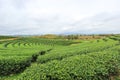 Beautiful landscape of Choui Fong Tea Plantation