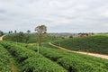 Beautiful landscape of Choui Fong Tea Plantation