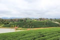 Beautiful landscape of Choui Fong Tea Plantation