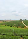 Beautiful landscape of Choui Fong Tea Plantation