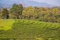 Beautiful landscape of Choui Fong Tea Plantation,Mae Chan District,Chiang Rai,Northern Thailand