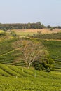 Beautiful landscape of Choui Fong Tea Plantation,Mae Chan District,Chiang Rai,Northern Thailand