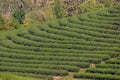 Beautiful landscape of Choui Fong Tea Plantation,Mae Chan District,Chiang Rai,Northern Thailand