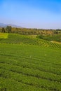 Beautiful landscape of Choui Fong Tea Plantation,Mae Chan District,Chiang Rai,Northern Thailand