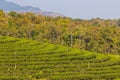 Beautiful landscape of Choui Fong Tea Plantation,Mae Chan District,Chiang Rai,Northern Thailand