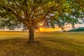 Beautiful landscape with close up of a lonely oak tree in the sunset and dramatic clouds Royalty Free Stock Photo