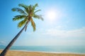 Coconut palm tree on tropical beach seascape in summer. Royalty Free Stock Photo