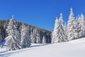 Beautiful landscape on the cold winter morning. High mountain. Pine trees in the snowdrifts. Lawn and forests. Snowy background. Royalty Free Stock Photo