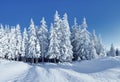 Beautiful landscape on the cold winter morning. High mountain. Pine trees in the snowdrifts. Lawn and forests. Snowy background. Royalty Free Stock Photo