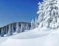 Beautiful landscape on the cold winter morning. High mountain. Pine trees in the snowdrifts. Lawn and forests. Snowy background. Royalty Free Stock Photo