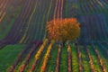 Beautiful landscape of colorful autumn vineyards in the Czech Republic near the village of Cejkovice Royalty Free Stock Photo