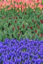Beautiful landscape of colorful Springtime Tulips Royalty Free Stock Photo