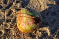 A beautiful landscape composed of coconut on the beach sand.