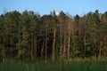 Beautiful landscape. Coniferous forest on the horizon. Cumulus in the sky. Fabulous place Royalty Free Stock Photo