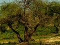 Big tree without leaves on it after autumn season with greenery all around Royalty Free Stock Photo