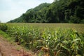 The beautiful landscape of corn fields along the mountains  In summer thailand Royalty Free Stock Photo
