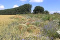 A wheat field with a broad field margin with wild flowers in the dutch countryside in spring Royalty Free Stock Photo