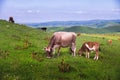 Beautiful landscape with cows on rural hills. Green lush grass on a mountain pasture for walking cattle Royalty Free Stock Photo