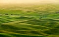 Beautiful landscape of crop fields in the Palouse region, Washington, USA Royalty Free Stock Photo