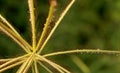 A beautiful landscape of crow foot grass flowers with green background. Royalty Free Stock Photo