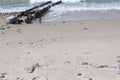 Beautiful landscape Curonian Spit Duck on Sandy shore preparing to fly Royalty Free Stock Photo