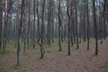 Dancing Forest, Curonian Spit, Russia Royalty Free Stock Photo