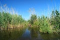 Beautiful landscape of the Danube Delta, Romania Royalty Free Stock Photo