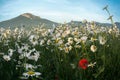 Beautiful landscape, dawn on a chamomile field in the mountains of Crimea.