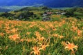 beautiful landscape of Daylily(Hemerocallis fulva,Orange Daylily) flowers with mountains and farmhouses Royalty Free Stock Photo