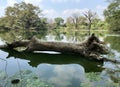 A Beautiful Landscape, Dead Tree, Water And Pond