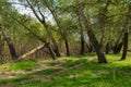 Beautiful landscape in deciduous forest. Path going through the forest. Fallen aspen tree.