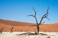 Beautiful landscape in a desert area. Fossilized camelthorn trees in Deadvlei. Namib desert, Namibia Royalty Free Stock Photo