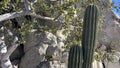 Beautiful landscape and desert scenery of rocks and cactus of Baja California Sur in Mexico.