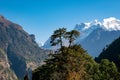 Beautiful landscape of double tree and background of Manaslu in the Annapurna Circuit with clear sky, Himalayas