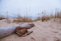 A beautiful landscape of dunes on the coastline of Baltic sea Royalty Free Stock Photo