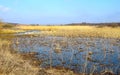 Beautiful landscape. Early spring, a flowing river, dry yellow grass, against the background of a rich blue sky. Royalty Free Stock Photo