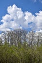 Beautiful landscape. Early spring. Trees and shrubs in park against blue sky with white fluffy clouds. Vertical photo. Copy space Royalty Free Stock Photo