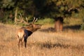 Beautiful landscape of elk in rut Royalty Free Stock Photo