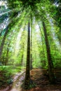 Looking Up at Sunrays in the Forest: A Stunning View of Sunlight Through the Woods