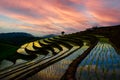 Beautiful landscape in the evening at Pa Bong Piang Rice Terraces homestay north chiangmai Thailand... Royalty Free Stock Photo