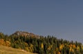 Beautiful landscape featuring tall pine trees atop a lush green grassy hillside