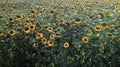 Beautiful landscape, a field of beautiful and bright yellow-gold sunflowers on a bright sunny day. Ecology concept photo. Royalty Free Stock Photo