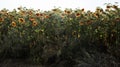 Beautiful landscape, a field of beautiful and bright yellow-gold sunflowers on a bright sunny day. Ecology concept photo. Royalty Free Stock Photo