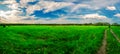 Beautiful landscape. Field, forest and sky. Panorama. Green juicy grass. Coniferous forest on the horizon. Cumulus in the sky. Royalty Free Stock Photo